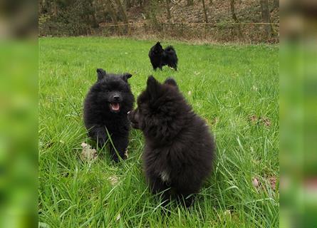 Puscheliger Großspitz sucht neue Aufgaben!