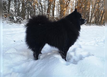 Puscheliger Großspitz sucht neue Aufgaben!