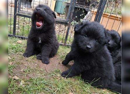 Puscheliger Großspitz sucht neue Aufgaben!