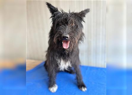 ❤️ schüchterne Hundeseele MALINA - 3 Jahre, 45cm - Schnauzer-Mix