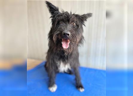 ❤️ schüchterne Hundeseele MALINA - 3 Jahre, 45cm - Schnauzer-Mix