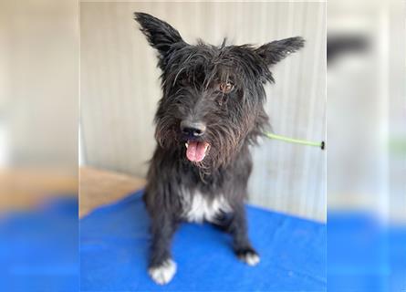 ❤️ schüchterne Hundeseele MALINA - 3 Jahre, 45cm - Schnauzer-Mix