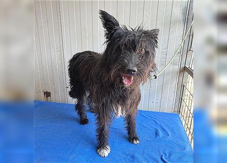 ❤️ schüchterne Hundeseele MALINA - 3 Jahre, 45cm - Schnauzer-Mix