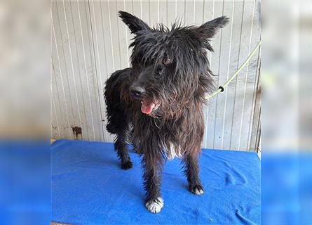 ❤️ schüchterne Hundeseele MALINA - 3 Jahre, 45cm - Schnauzer-Mix