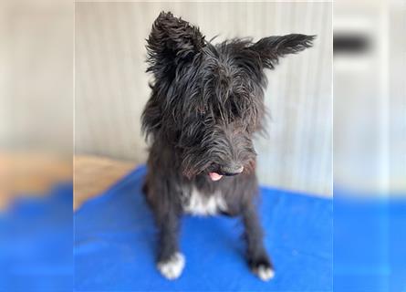 ❤️ schüchterne Hundeseele MALINA - 3 Jahre, 45cm - Schnauzer-Mix