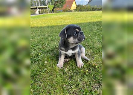 Reinrassige Französische Bulldoggen Welpen mit schöner Rute und großer Nase suchen neues Zuhause