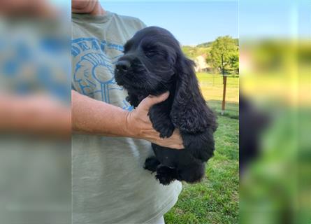 COCKER SPANIEL.