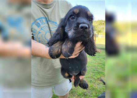 COCKER SPANIEL.