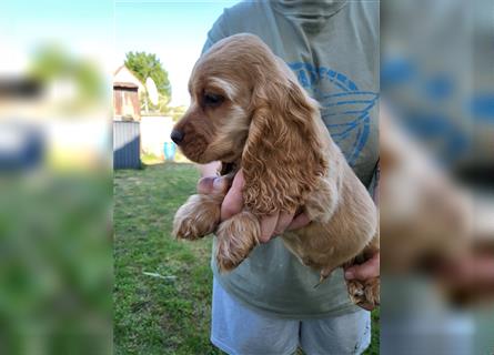 COCKER SPANIEL.