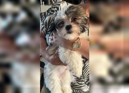 Shih Tzu Malteser Mix Welpen 15 Wochen alt