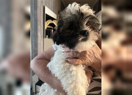 Shih Tzu Malteser Mix Welpen 15 Wochen alt