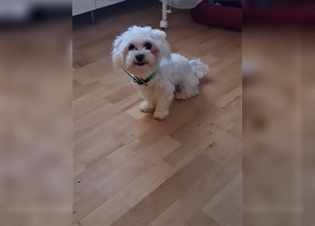 Shih Tzu Malteser Mix Welpen 15 Wochen alt