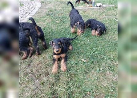 Airedale Terrier Welpen VDH/KfT von seriösem Züchter