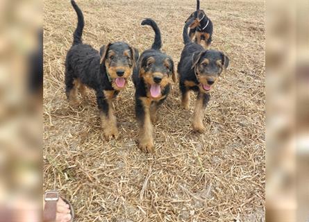 Airedale Terrier Welpen VDH/KfT von seriösem Züchter