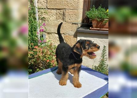 Airedale Terrier Welpen VDH/KfT von seriösem Züchter