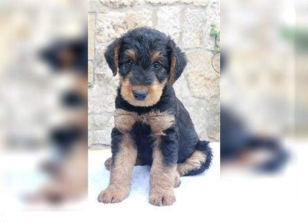 Airedale Terrier Welpen VDH/KfT von seriösem Züchter