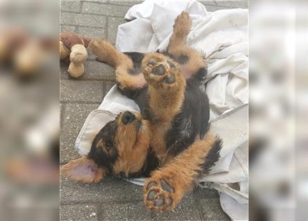 Airedale Terrier Welpen VDH/KfT von seriösem Züchter