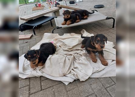 Airedale Terrier Welpen VDH/KfT von seriösem Züchter