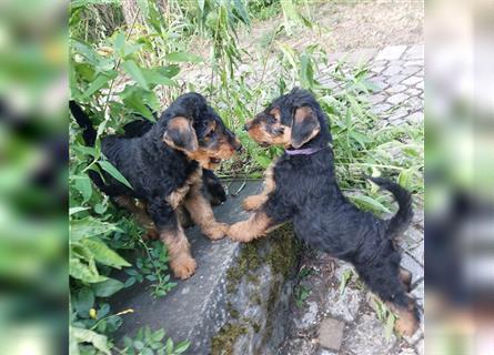 Airedale Terrier Welpen VDH/KfT von seriösem Züchter