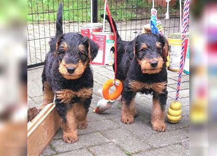 2 Airedale Terrier Welpen RÜ/ HÜ