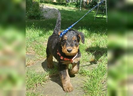 2 Airedale Terrier Welpen RÜ/ HÜ