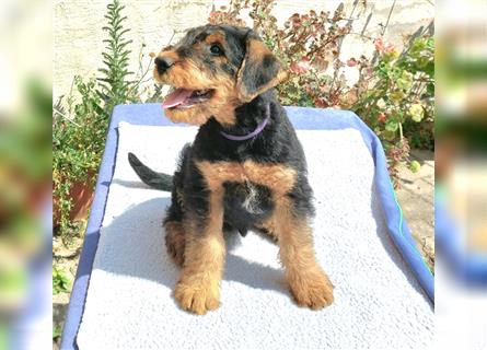 2 Airedale Terrier Welpen RÜ/ HÜ