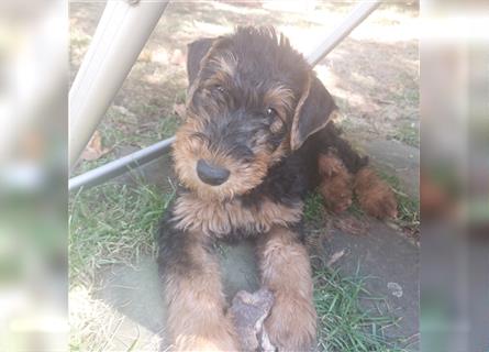 2 Airedale Terrier Welpen RÜ/ HÜ