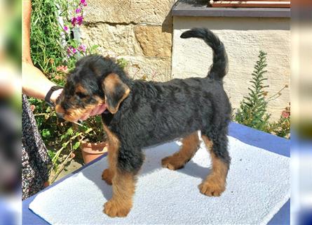 2 Airedale Terrier Welpen RÜ/ HÜ