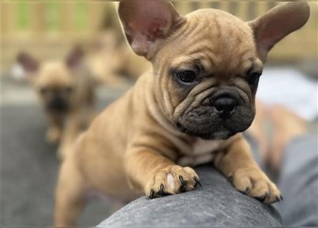 Französische Bulldogge Welpen reinrassig Abgabebereit