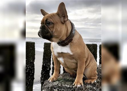 Französische Bulldogge Welpen reinrassig Abgabebereit