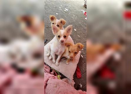 Chihuahua Welpen zu verkaufen