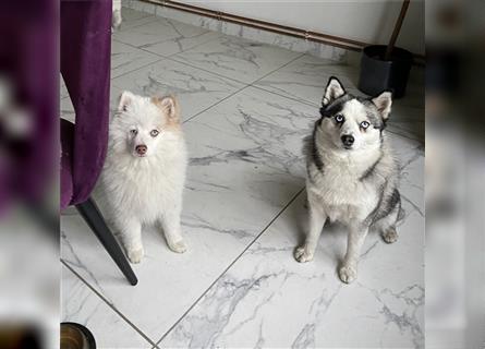 Entzückende F3 Pomsky Welpen mit blauen Augen: 1 Rüde, 1 Mädchen (Pomeranian & Husky)