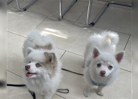 Entzückende F3 Pomsky Welpen mit blauen Augen: 1 Rüde, 1 Mädchen (Pomeranian & Husky)