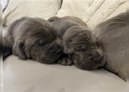 Cane Corso Welpen FCI Ahnentafel