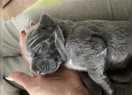 Cane Corso Welpen FCI Ahnentafel