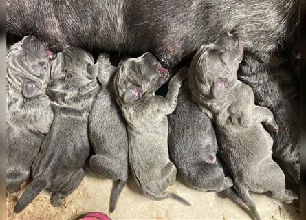 Cane Corso Welpen FCI Ahnentafel