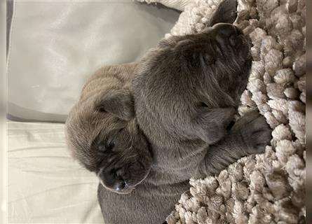 Cane Corso Welpen FCI Ahnentafel