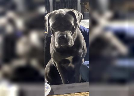 Cane Corso Welpen FCI Ahnentafel