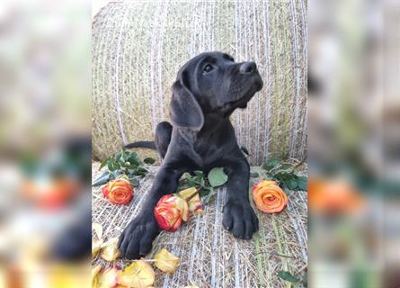 Labrador Retriever Welpen mit Ahnentafel aus Familienzucht