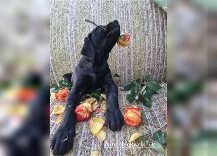 Labrador Retriever Welpen mit Ahnentafel aus Familienzucht