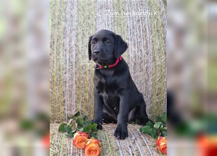 Labrador Retriever Welpen mit Ahnentafel aus Familienzucht