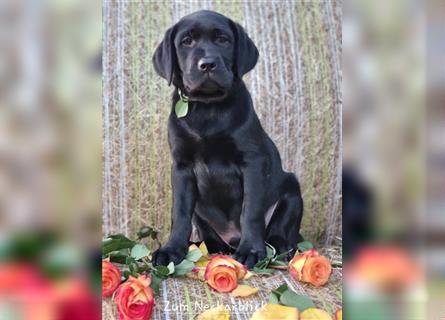 Labrador Retriever Welpen mit Ahnentafel aus Familienzucht