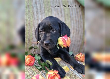 Labrador Retriever Welpen mit Ahnentafel aus Familienzucht