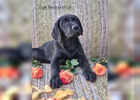 Labrador Retriever Welpen mit Ahnentafel aus Familienzucht