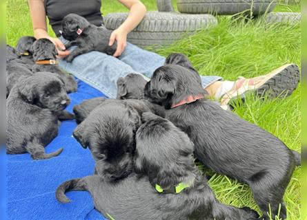 Riesenschnauzer vom Beisetal hat Welpen ab 01.08.2024 abzugeben, Riesenschnauzerzucht seit 30 Jahren