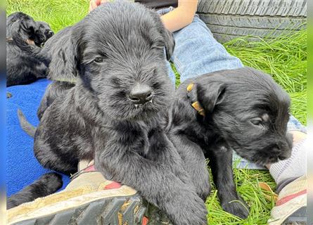 Riesenschnauzer vom Beisetal hat Welpen ab 01.08.2024 abzugeben, Riesenschnauzerzucht seit 30 Jahren