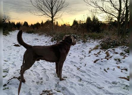 Deckrüde: Silberner Labrador, 4 Jahre alt, reinrassig