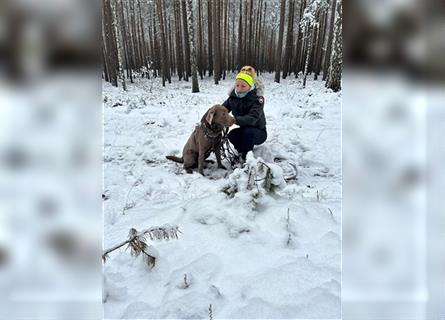 Deckrüde: Silberner Labrador, 4 Jahre alt, reinrassig
