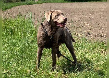 Deckrüde: Silberner Labrador, 4 Jahre alt, reinrassig