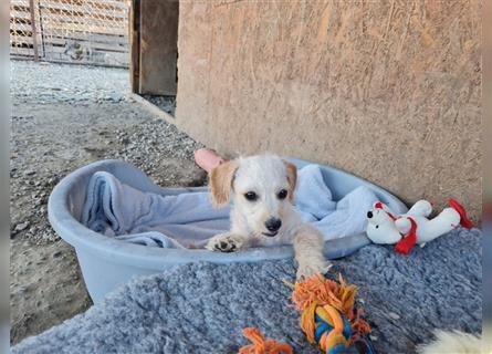 Sancho und Pancho, unschlagbares Duo sucht gemeinsames Zuhause